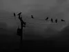 Death_Raven Death_Raven