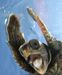 TheMostEpicTurtle TheMostEpicTurtle