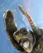 TheMostEpicTurtle