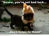 lavendercat lavendercat