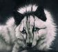 Aj.Music.R5.Wolf Aj.Music.R5.Wolf