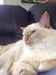 thorndacat thorndacat