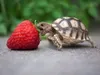 TurtleTess TurtleTess