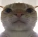 SussyImpostorAmogus