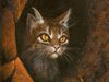 Dovepaw44 Dovepaw44