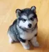Dog_Lover Dog_Lover