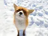 TimidRedFox