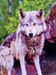 Lunawolf274 Lunawolf274