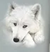 Wolfo Wolfo