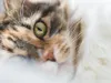 Catluvs