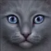 Bluestar_74