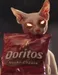 Dorito_bro Dorito_bro