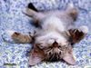 CatsARELife24816 CatsARELife24816