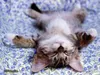 CatsARELife24816 CatsARELife24816