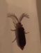 bitch.eyelash.bug bitch.eyelash.bug
