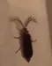bitch.eyelash.bug bitch.eyelash.bug