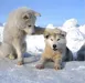 snowwolf snowwolf