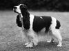 TheMuddySpaniel TheMuddySpaniel