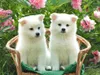 animalpage22