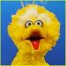 BigBird7 BigBird7
