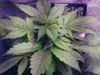 hempseeds hempseeds