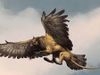 GRIFFINS GRIFFINS