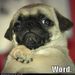 Pickledpuglet Pickledpuglet