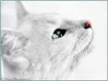 Frostmoon Frostmoon
