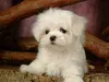 Star21567 Star21567