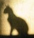 shadowcat shadowcat