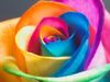 TheSuperRainbow TheSuperRainbow