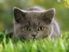 Kitten314 Kitten314