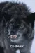 ThunderTheWolf ThunderTheWolf