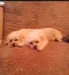 Ginger_And_Rosie