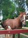 horsegirl horsegirl