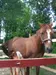 horsegirl horsegirl