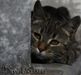 Warrior_Cats_101 Warrior_Cats_101