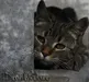 Warrior_Cats_101 Warrior_Cats_101
