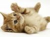 iheartkittens iheartkittens