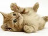 iheartkittens iheartkittens