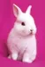 Piinkkrabbit