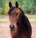 horses1515 horses1515