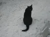 MidnightKitten10 MidnightKitten10