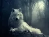 Wolfsbs Wolfsbs