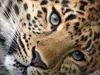 Leopard Leopard