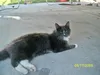 Vivila_the_killer