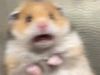 ayakos.hamster ayakos.hamster