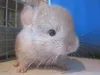 ellsy