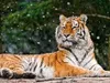 JeweledTiger281 JeweledTiger281
