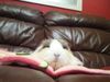 petmania99 petmania99